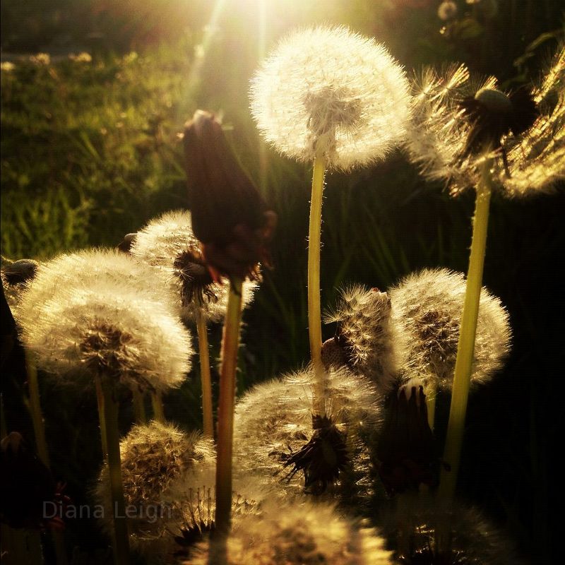 Dandelions in Kent, WA.