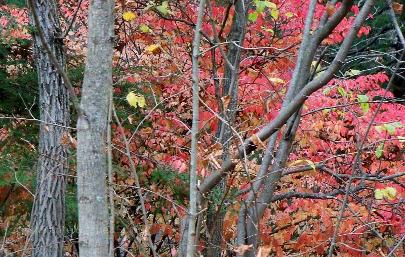 Woods near Falling Waters, PA