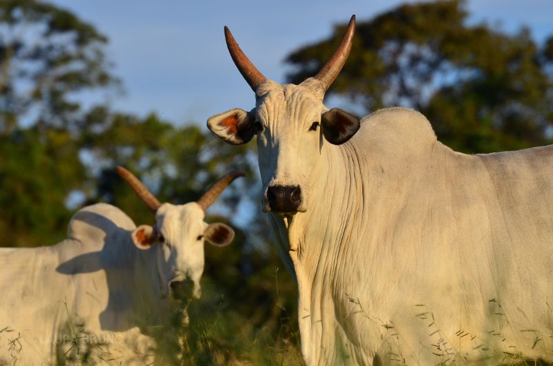Cattle in Brazil