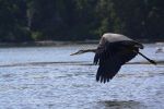 Great Blue Heron in Esquimalt Lagoon, Victoria BC Canada.