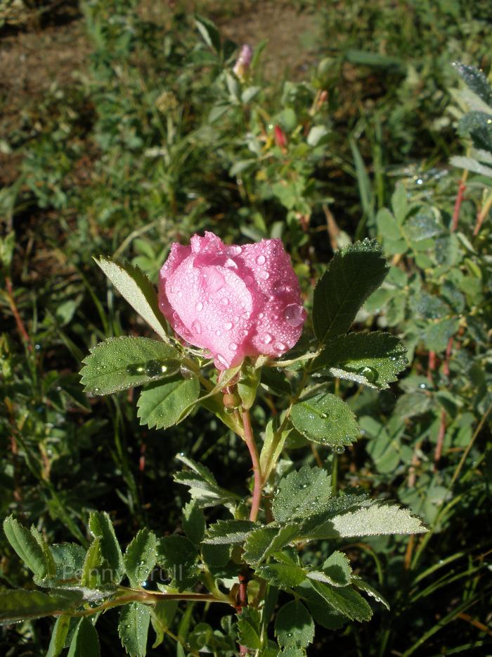 Wild Rose covered in rain drops.