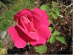 Pretty rose in BC, Canada