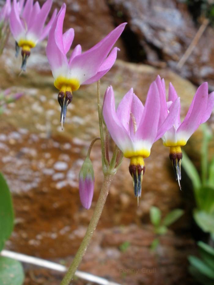 Shooting star.  Pink flower.