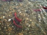 Sockeye Salmon in British Columbia