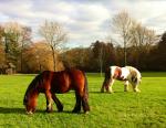 Horses in a park.