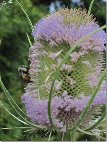 Bee in Canada