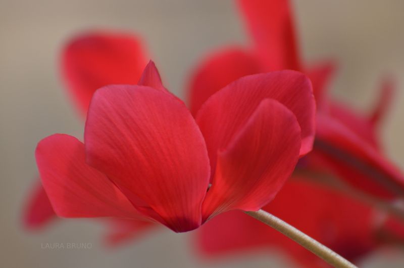 Beautiful flower on Christmas