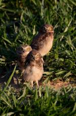 Owls in Brazil