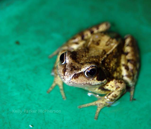 Frog in England