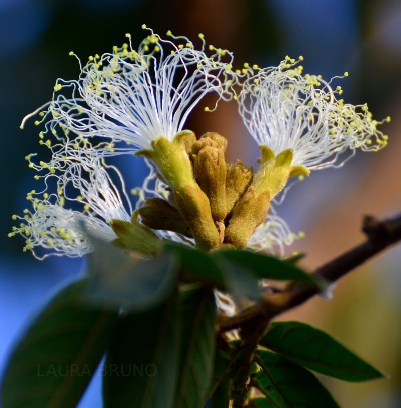 Pretty Brazilian flower