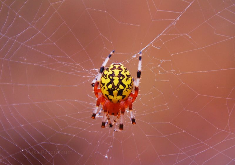 Spider