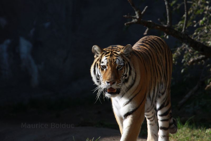 Amur Tiger