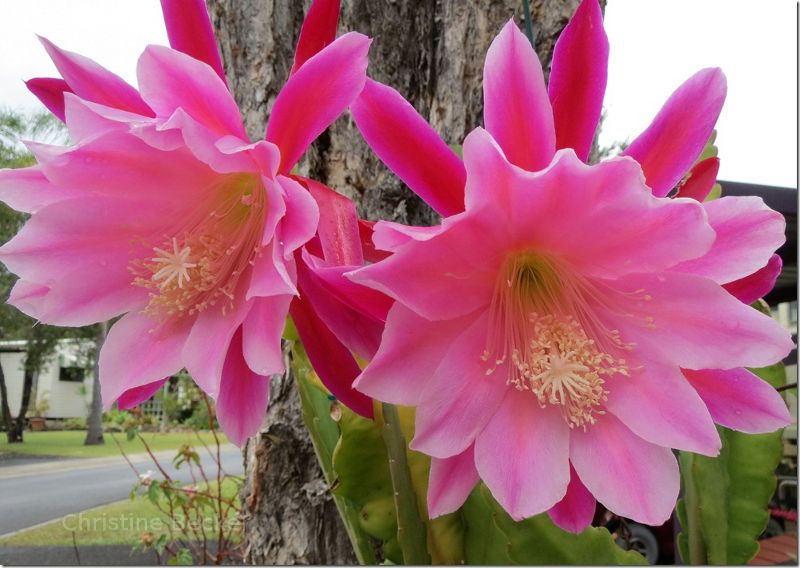 Pink flowering cactus