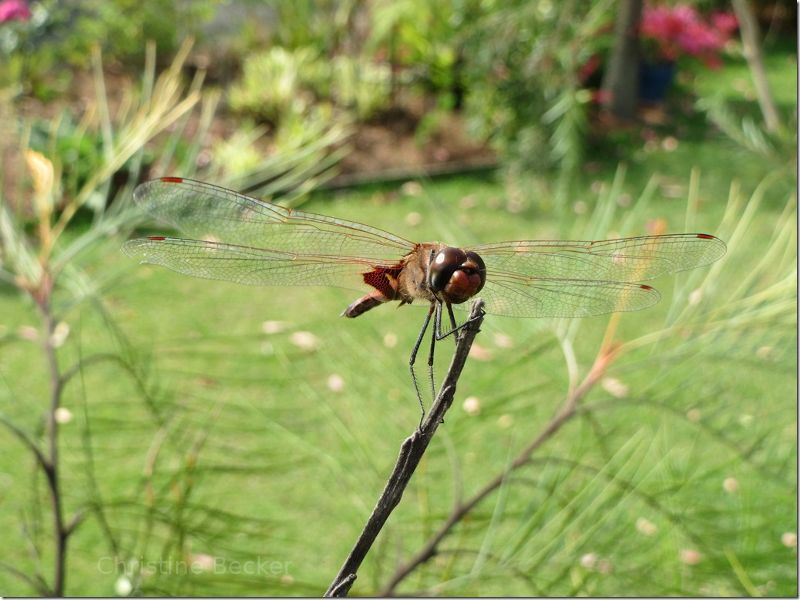 Dragonfly in Australia