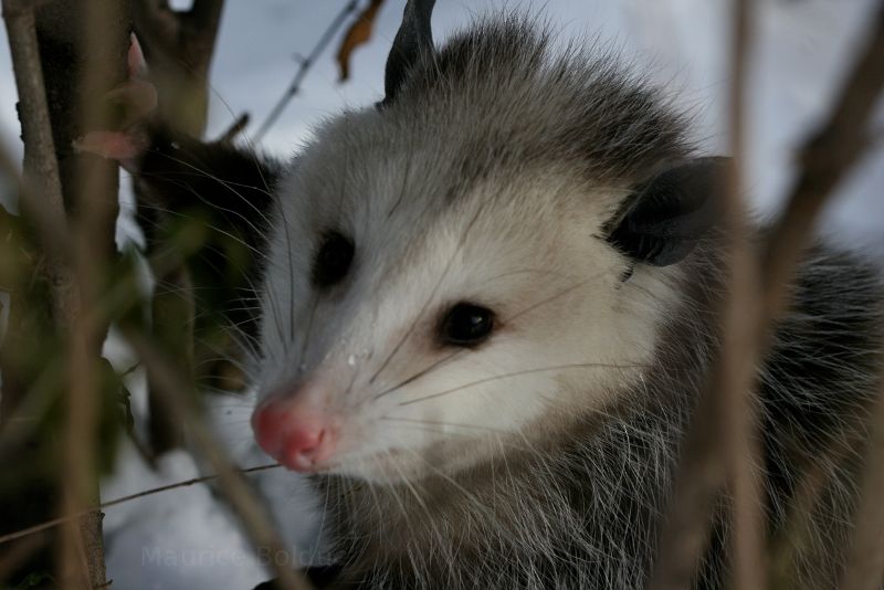 Possum in Michigan