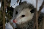 Possum in Michigan