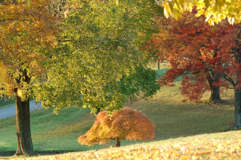 Golden trees