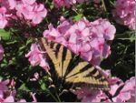 butterfly in Canada