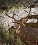 Mule deer