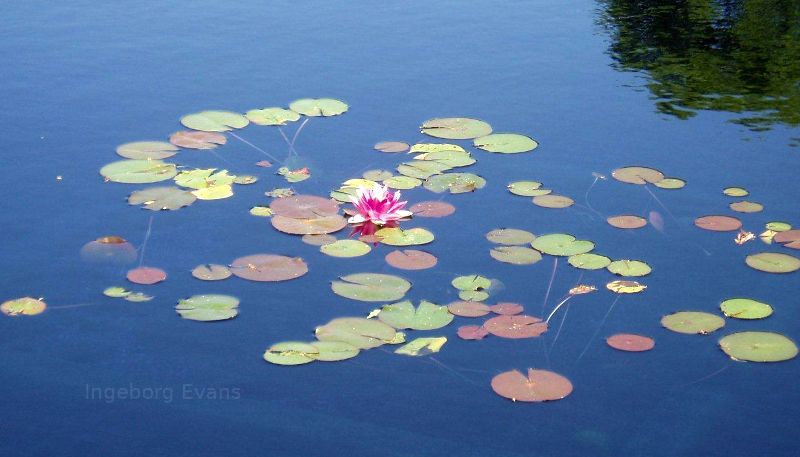 Water Lily in Canada