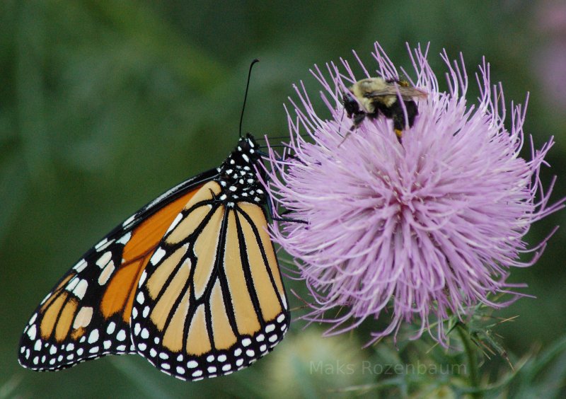 Pretty butterfly and bee on a flower.