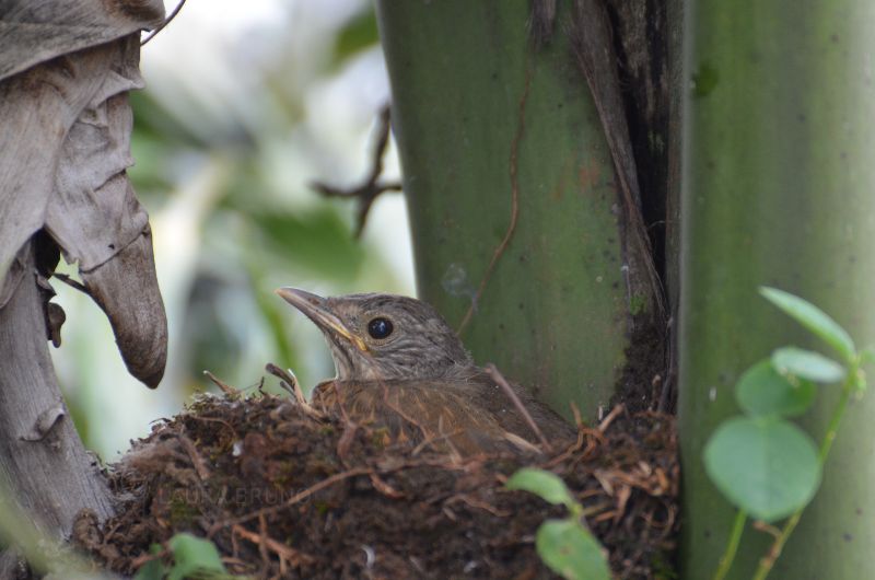 Baby Bird in Brazil