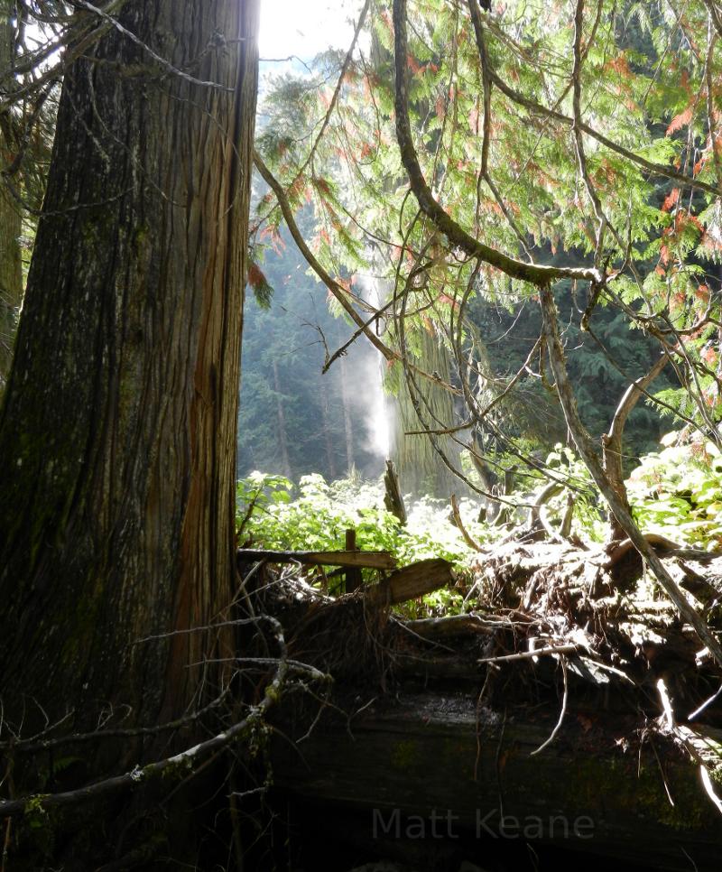 Cedar forest