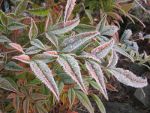 Frost covered bamboo leaves