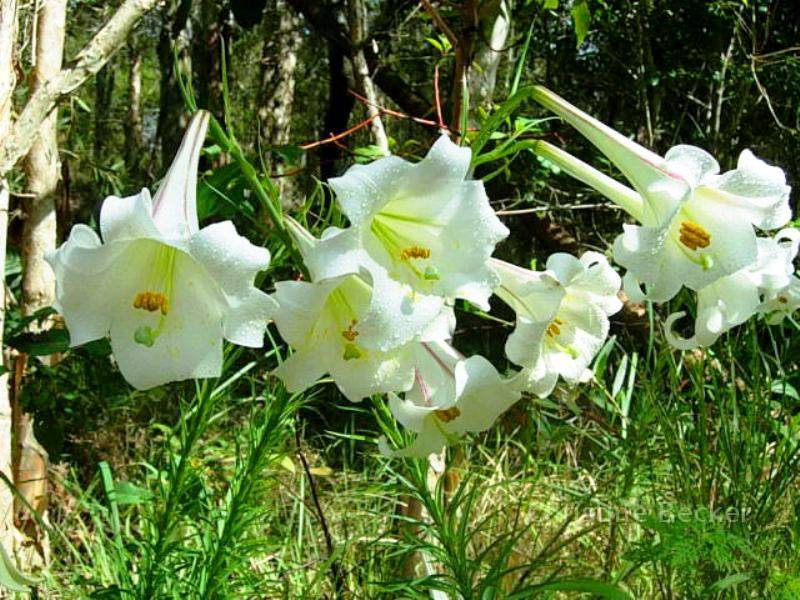 beautiful flowers.  Flower gardens.