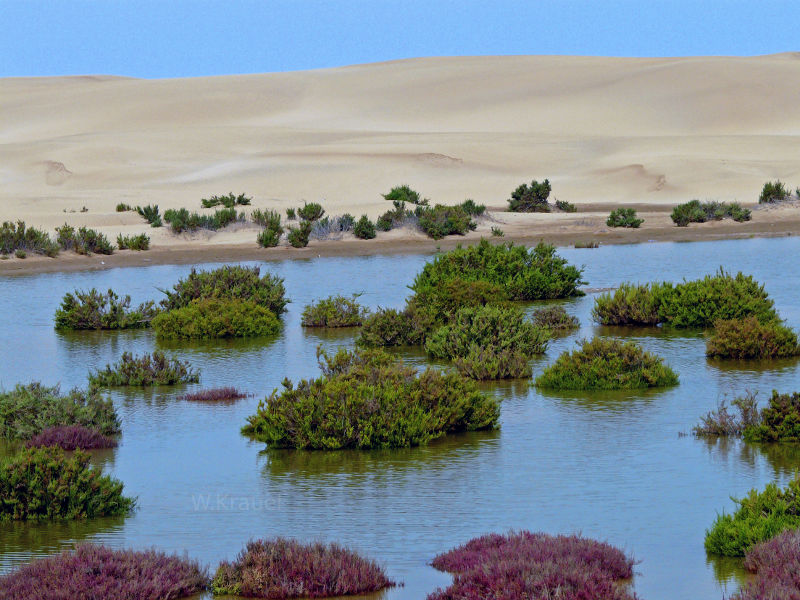 Oasis in Morocco