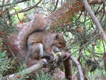 Squirrel on a branch