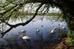Swans in Hertfordshire, England