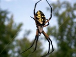 Spider spinning a web