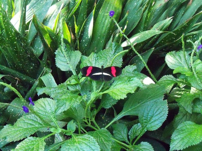 Butterfly observatory, Canada.