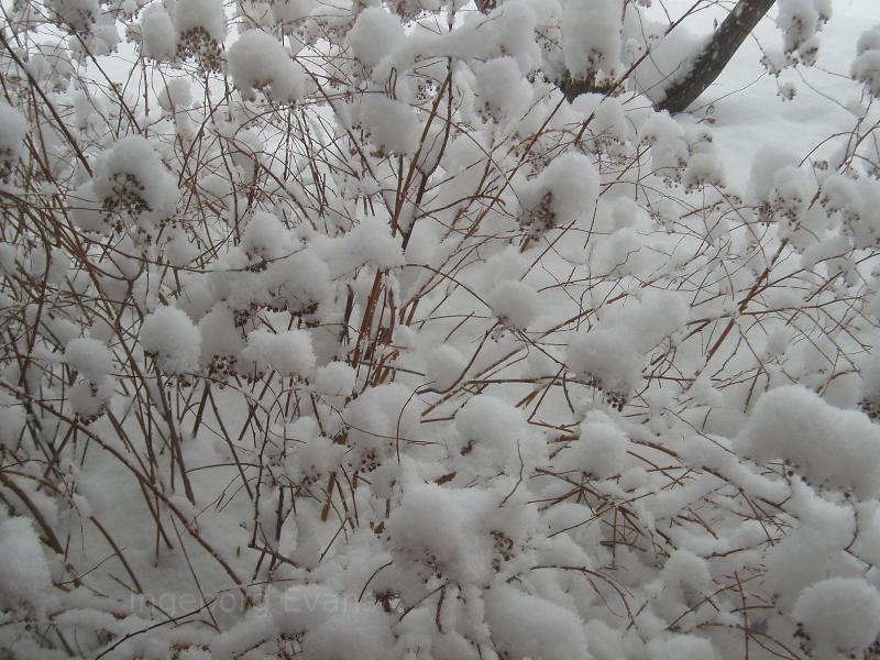 Winter puffballs