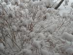 Winter puffballs