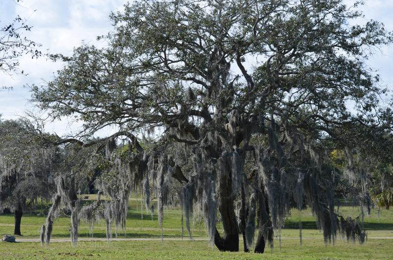 Ancient Brazilian Tree