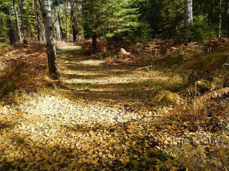 Golden leaves 