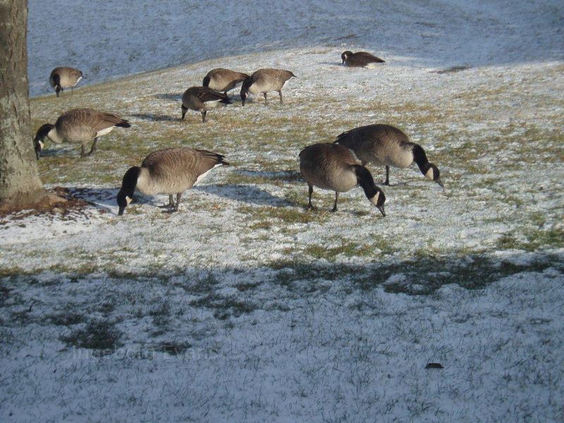 Canadian Geese in Hamilton, Canada