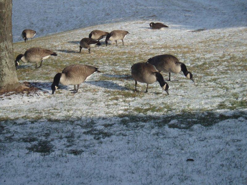 Canadian Geese in Hamilton, Canada