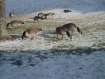 Canadian Geese in Hamilton, Canada