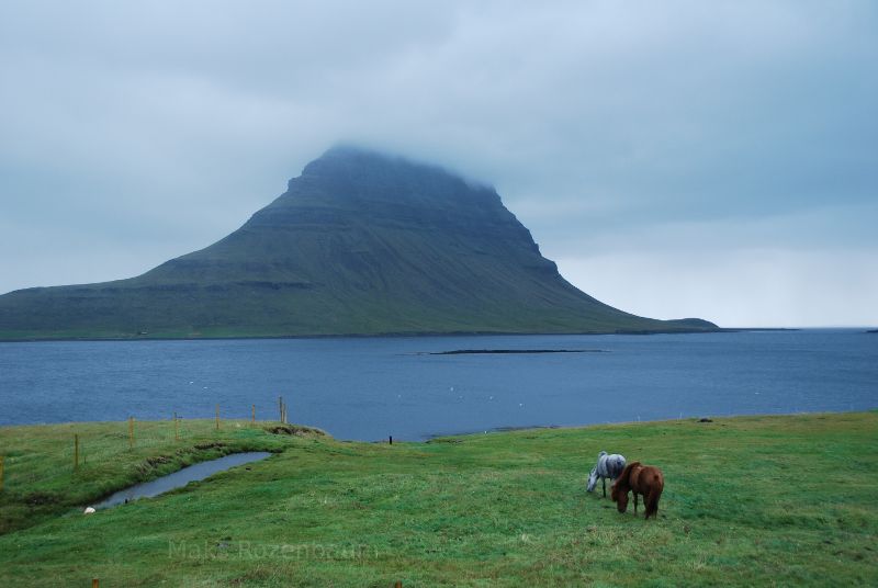 Iceland horses