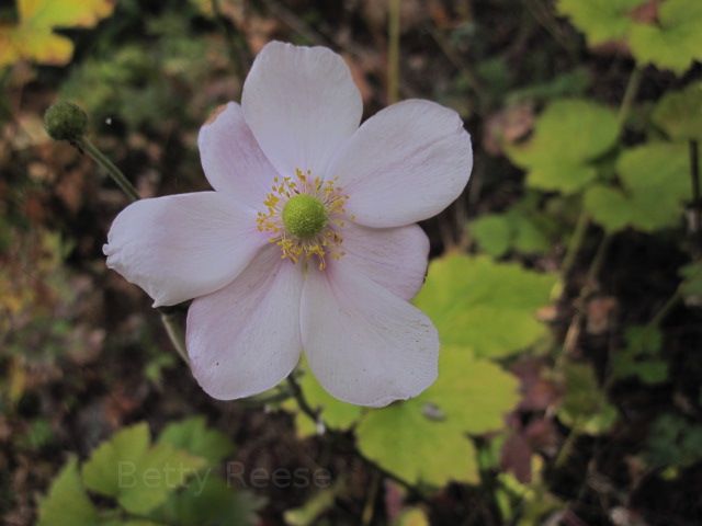 flower in British Columbia