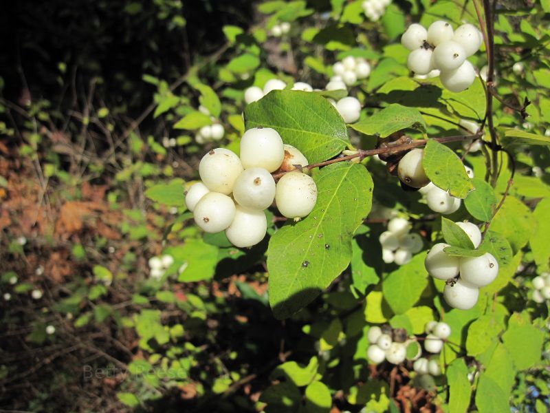 Snow Berry in British Columbia