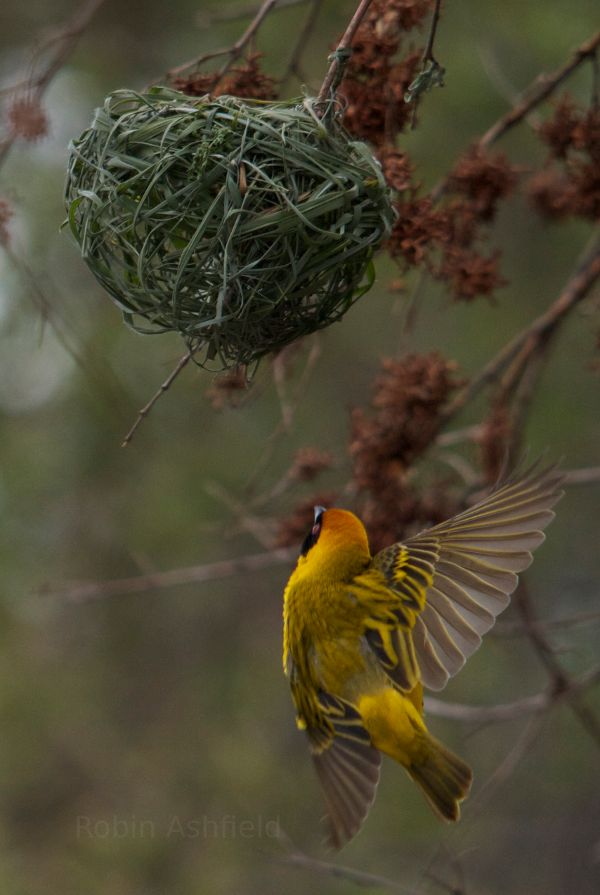 Bird in flight in Africa