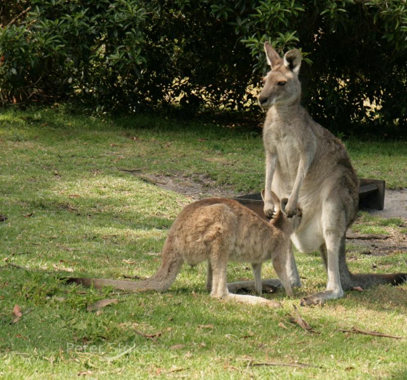 Kangaroos!