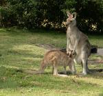 Kangaroos!