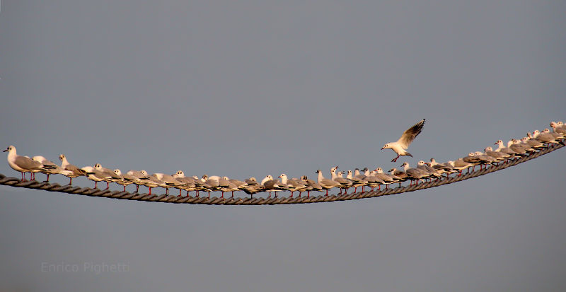 Funny seagulls in Italy