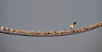 Funny seagulls in Italy