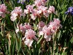 Bearded Iris in Canada